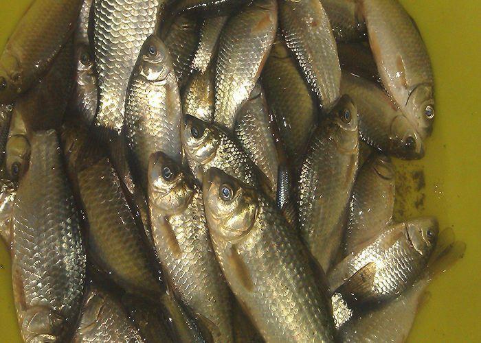 自制钓鱼小药教程来了，想学的钓友看过来，比买的还要好用