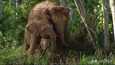 ​世界上最小的大象现在被正式列为濒危物种