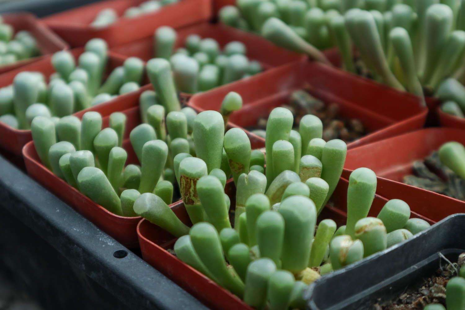 五十铃玉 五十铃玉