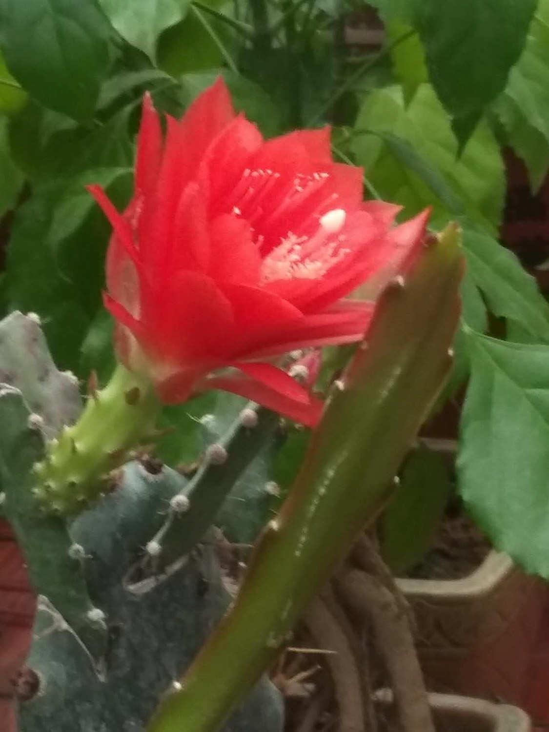 令箭荷花 令箭荷花