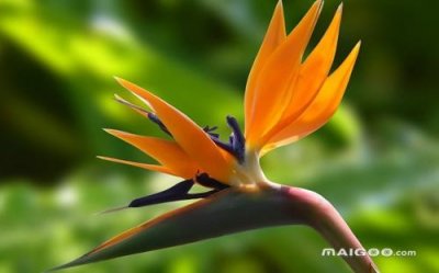 ​世界上10种最美的花，你觉得是哪几种？