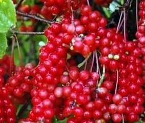 辽宁抚顺十大著名特产，你知道几个呢？