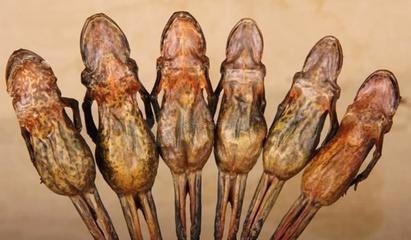 辽宁抚顺十大著名特产，你知道几个呢？