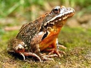 辽宁抚顺十大著名特产，你知道几个呢？