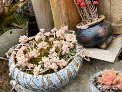 ​多肉植物盛宴：十大不可错过的珍品