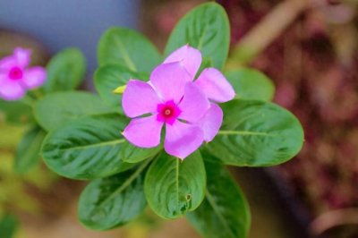 ​罗兴亚人：全球最不受欢迎的族群之谜揭秘！