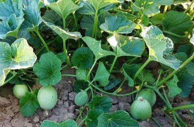 ​比大豆更高产的野生油果，被误以为是外来入侵的杂草，名叫马泡瓜