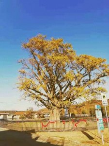 ​山东省内十大银杏树排名