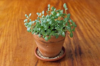 ​【十大懒人植物盘点】看看有没有戳中你的心，让你萌生养的冲动！