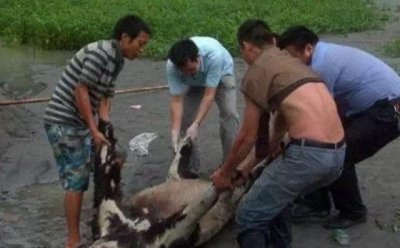 ​震惊！农民挖出人形怪物,疑为太岁