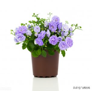 磷酸二氢钾哪些花能用？什么时候用？大多数人用错了，知识分享