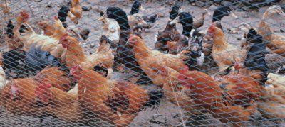 ​返乡创业养殖指南：10大暴利项目，轻松年入几十万！