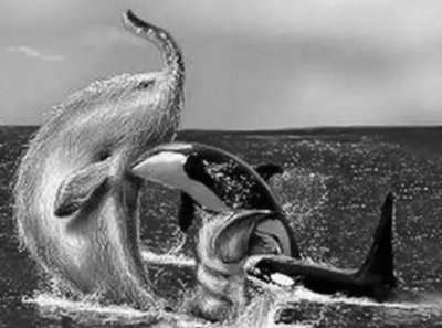 ​揭秘：游离深海的未知巨兽 隐藏在“长毛鱼”的真相