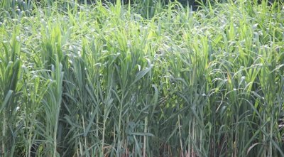 ​每公顷产300吨可收割15年，价值是玉米的10倍，巨菌草有何特殊？