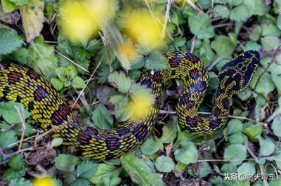 ​国内十大毒蛇之——烙铁头蛇，为何毒性不强，却破坏力十足？
