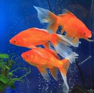 ​十大淡水养殖排行榜