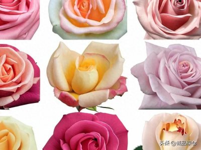 ​月季十大珍品，你养了吗？