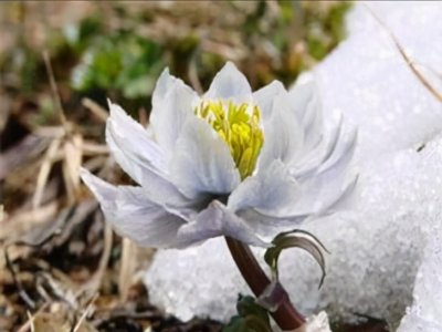 ​新疆必买的十大特产