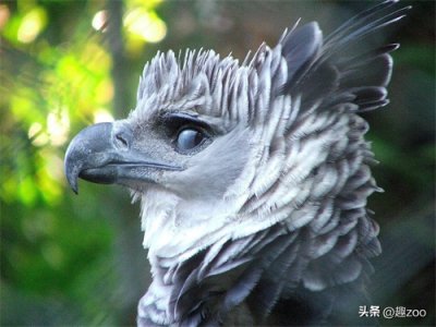 ​世界十大凶猛鸟类实力排名，战斗力爆表