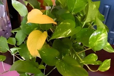 ​绿萝叶子发黄的快速补救方法，分5种情况进行讲解