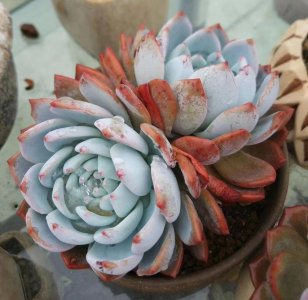 ​群生多肉好养吗（最容易养的多肉排名榜）