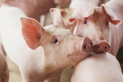 ​猪链球菌病怎么治疗？猪链球菌病的四大类型治疗方案 养殖户请收好