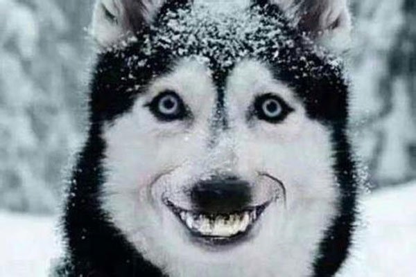 红姨和微笑狗恐怖图片 这次又火了起来