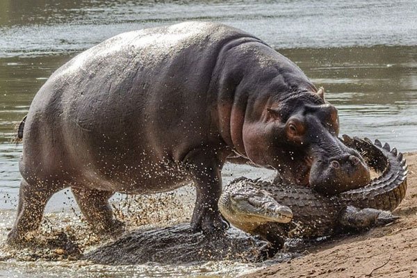 河马和鳄鱼哪个厉害 它们为什么能和平相处呢