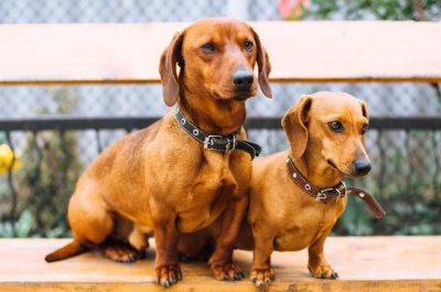 ​宠物狗喜欢主人的10个表现