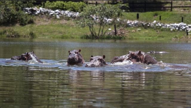 美国毒枭真实人物（国外村民在地里挖出6亿美金）(2)