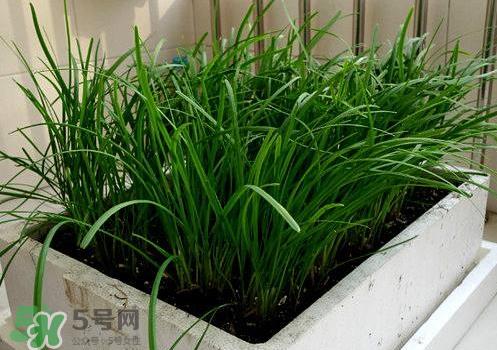 九月份能种韭菜吗 9月份种韭菜可以吗