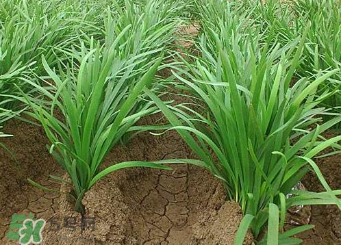 九月份能种韭菜吗 9月份种韭菜可以吗