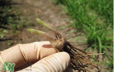 ​九月份能种韭菜吗 9月份种韭菜可以吗