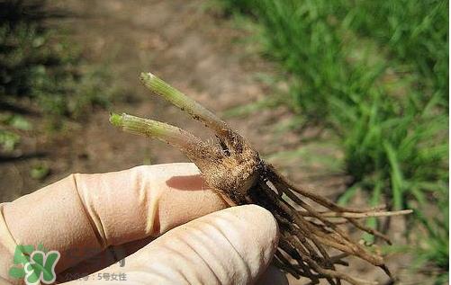 九月份能种韭菜吗 9月份种韭菜可以吗