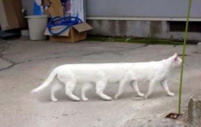 ​八条腿的动物有哪些，谁告诉我、两条腿、四条腿、六条腿、八条腿、的动物都有