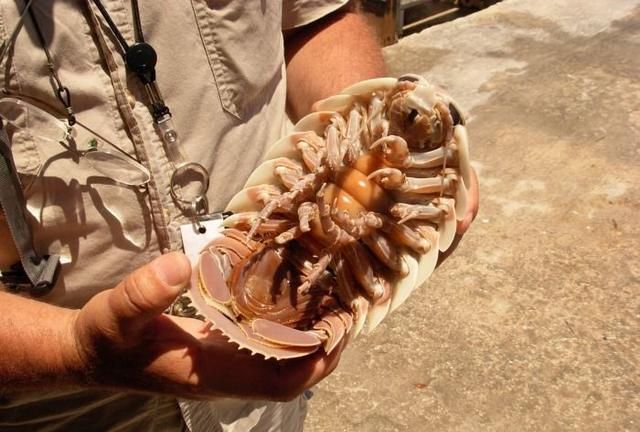 八只脚的动物有什么