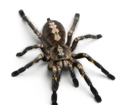 八条腿的动物有哪些，谁告诉我、两条腿、四条腿、六条腿、八条腿、的动物都有什么？图3