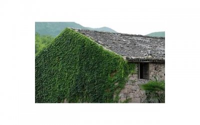 ​冬天，碰见这菜别错过，简单炒一炒，美味滋补，不懂吃可惜了