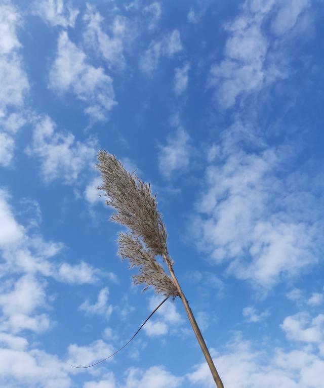 母亲的精神病与婚姻