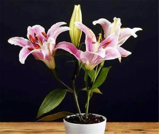 百合如何种植方法图解：百合栽种5妙招(1)