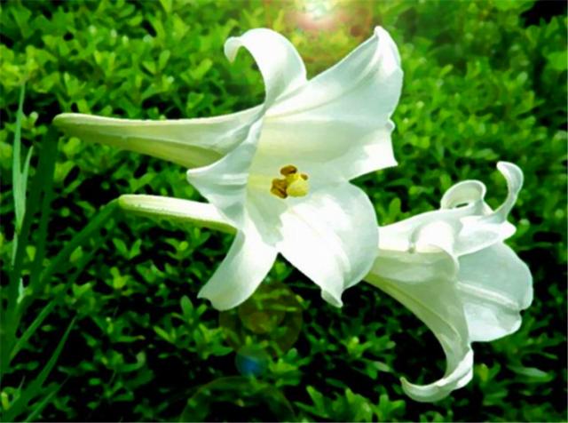 百合如何种植方法图解：百合栽种5妙招(3)