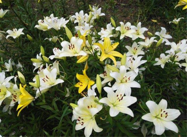 百合如何种植方法图解：百合栽种5妙招(2)