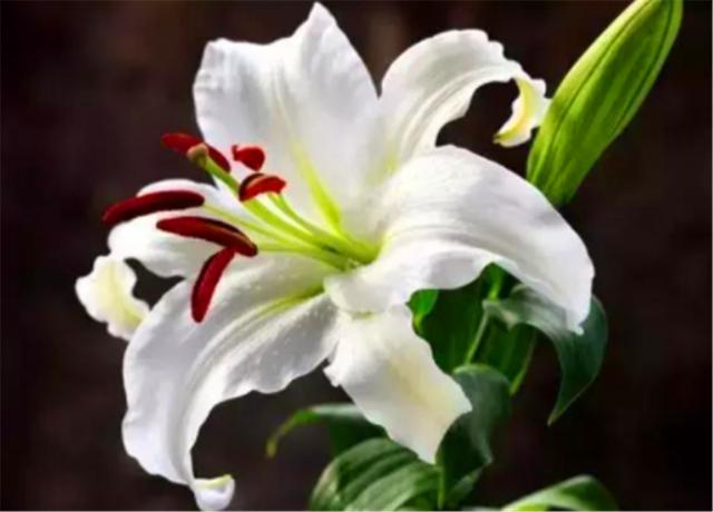百合如何种植方法图解：百合栽种5妙招(6)