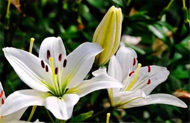 百合如何种植方法图解：百合栽种5妙招(4)