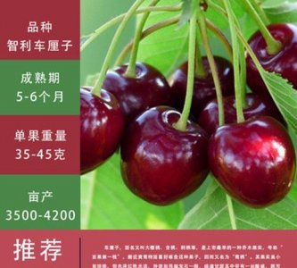 ​智利车厘子pd是什么等级,车厘子双j和4j的哪个好