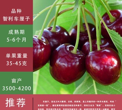 车厘子双j和4j的哪个好