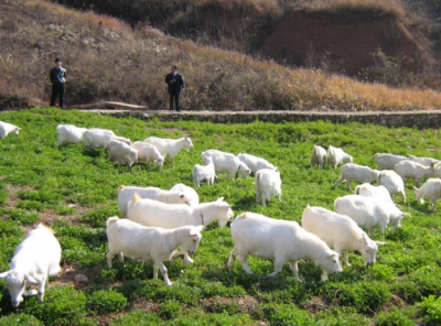 ​创业养殖业项目农村，想回农村创业，除了搞养殖还有哪些好的项目呢？