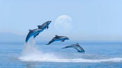 ​奇怪的知识又增加了!海豚如何交配与繁殖：竟然模仿人类的特征