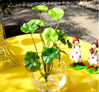 ​十种常见长在水里面的植物