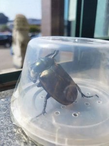 ​江西婺源(江西多地发现！41前年曾被宣布“灭绝”)